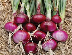 Fresh Small Red Onions