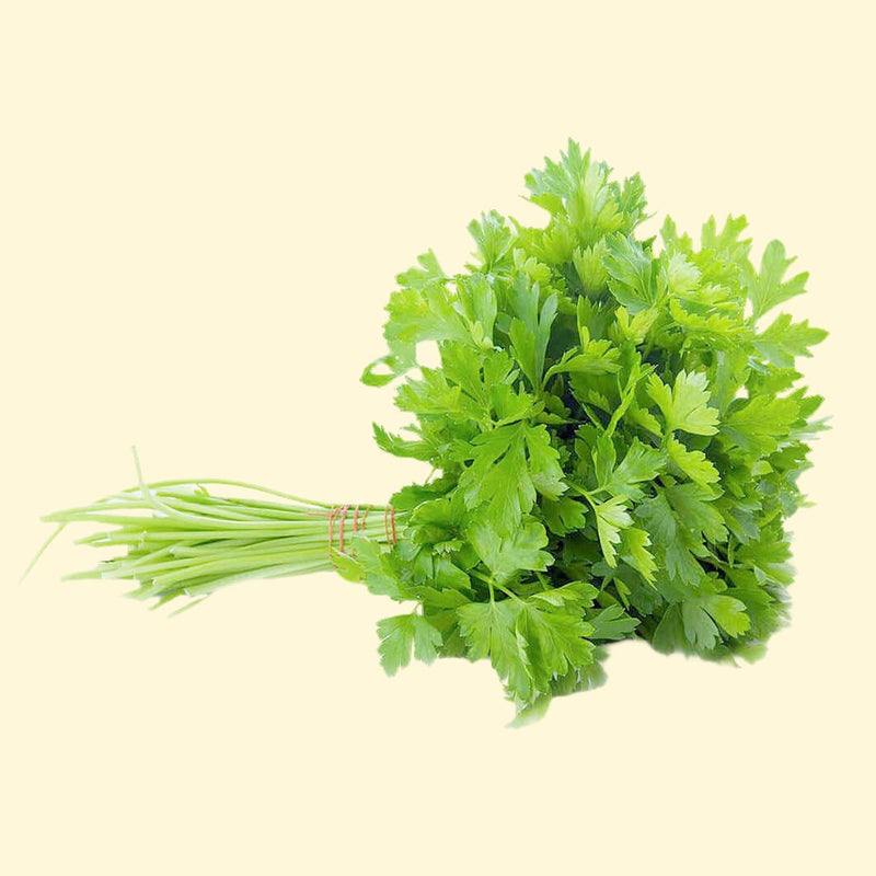 FreshCoriander